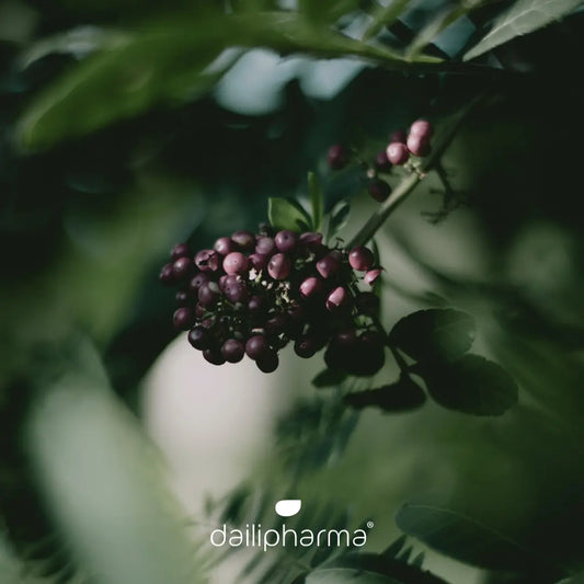 Vlierbessen en Jouw Weerstand: Het Verhaal van Daili Defence Dailipharma