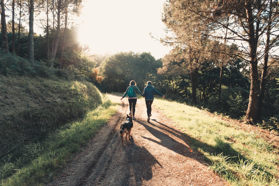 Twee mensen wandelen samen met hun hond op een zonnig bospad tijdens een rustige ochtendwandeling.